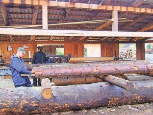 Ліс повинен слугувати створенню нових підприємств і нових робочих місць. Фото Аліни Агопшук