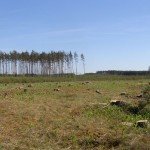 Радомишльському лісгоспі